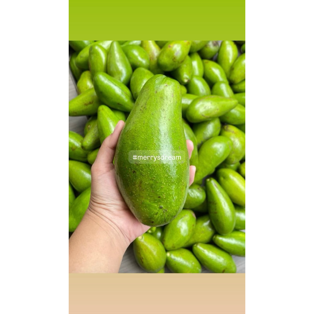 Alpukat Siger Lampung