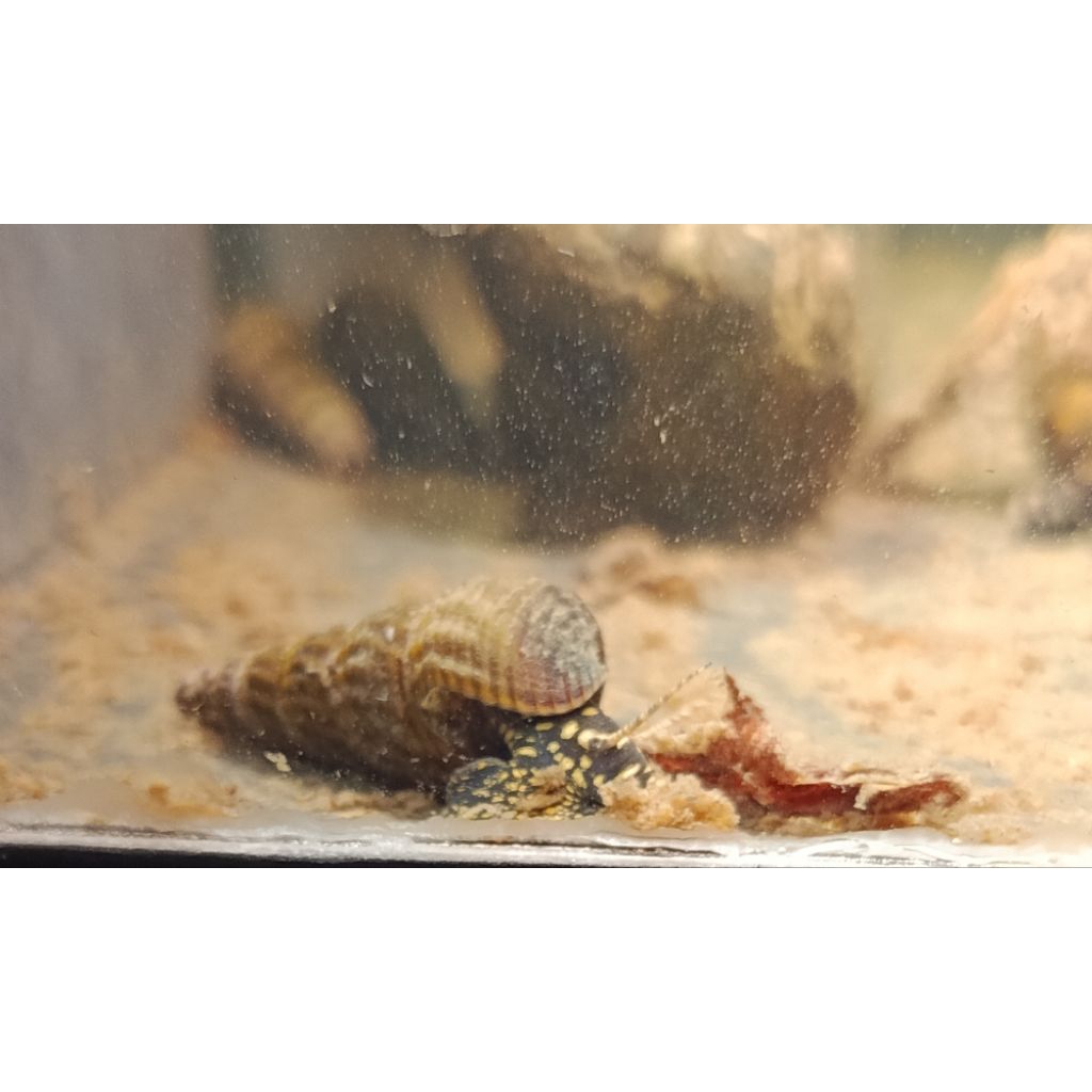 Keong Sulawesi Rabbit Snail Black Golden Dot