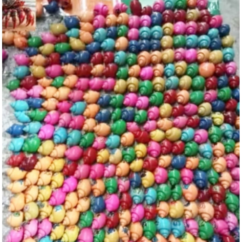 Cangkang kelomang karakter warna