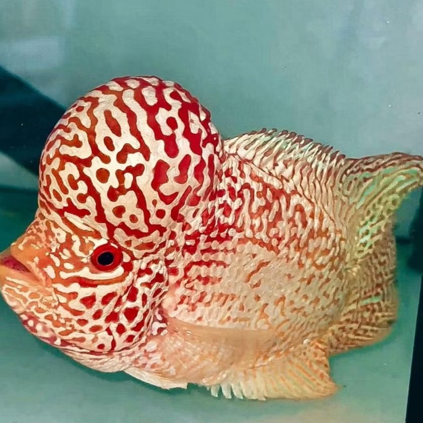 burayak kamfa gen gb ukuran 3-5cm