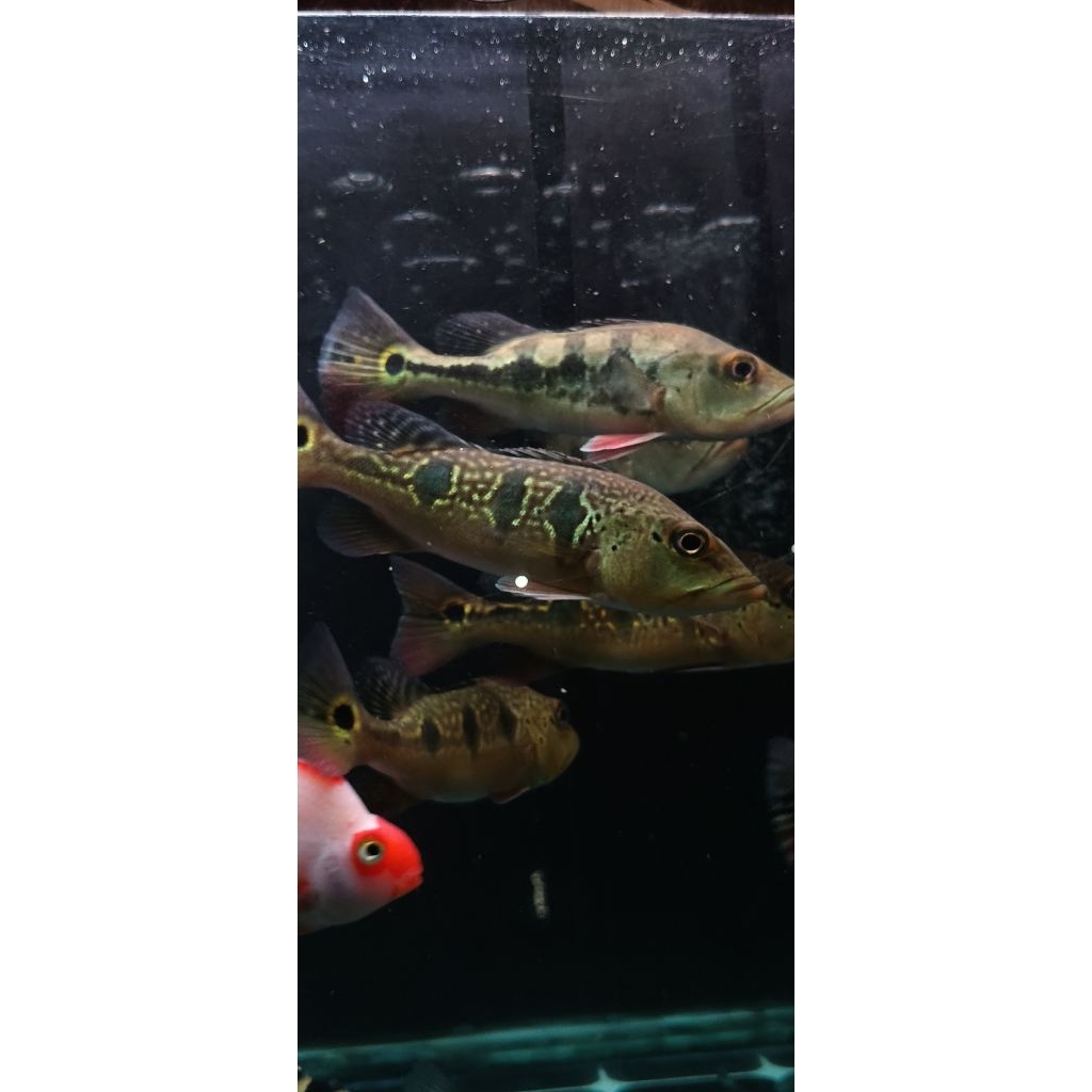 ikan,pibas,orinoco,fullpelet,