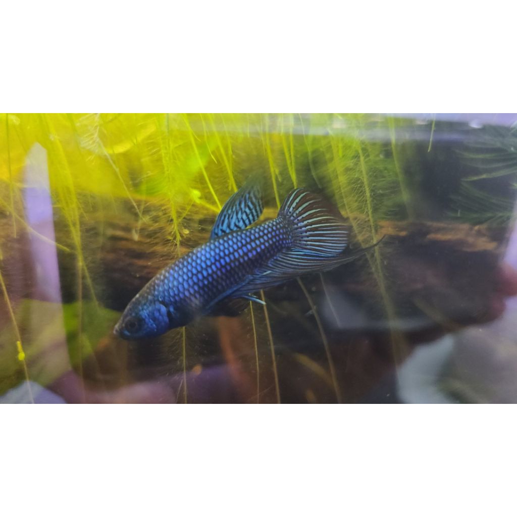 cupang alam wild Betta MALE/FEMALE