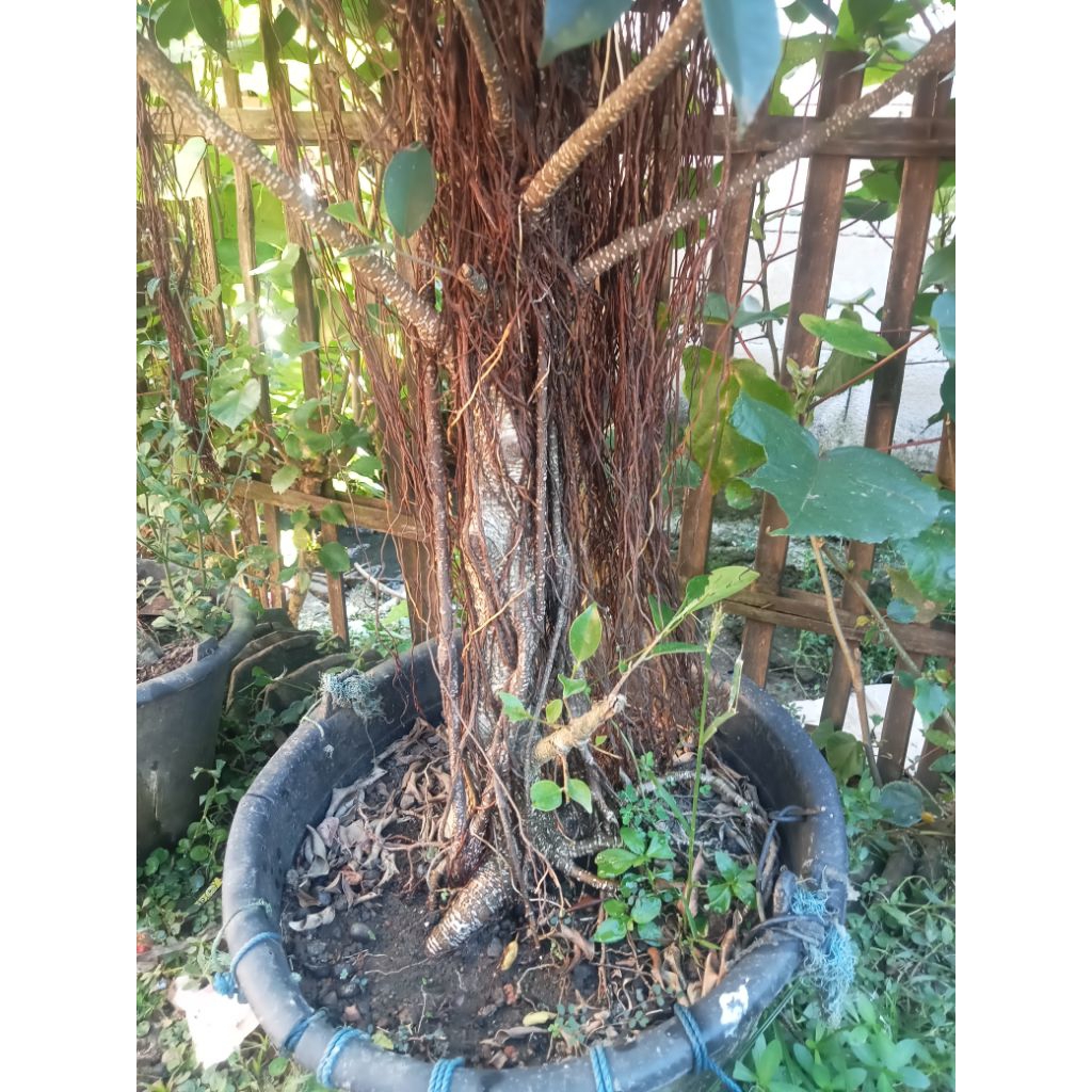 Bahan bonsai beringin kimeng batang besar