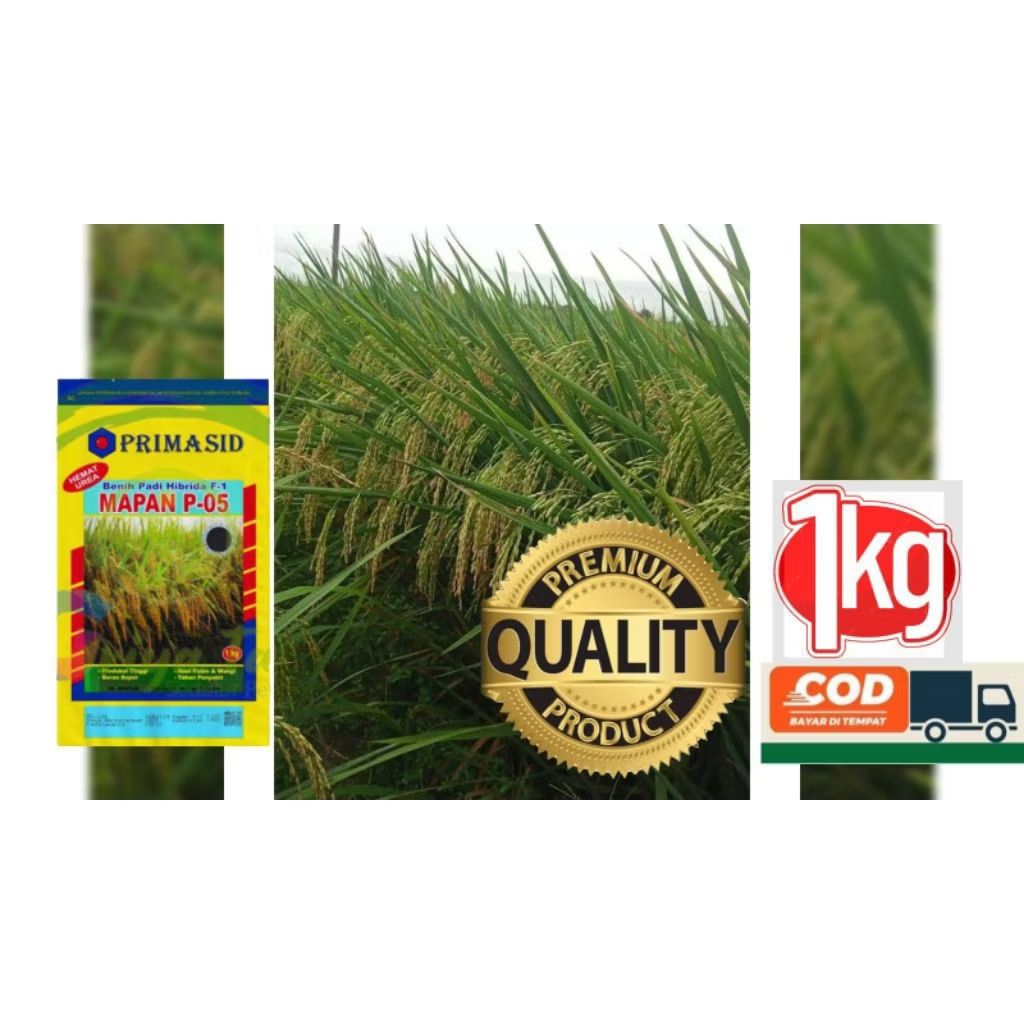 BENIH PADI UNGGUL MAPAN P05 ORIGINAL 1KG