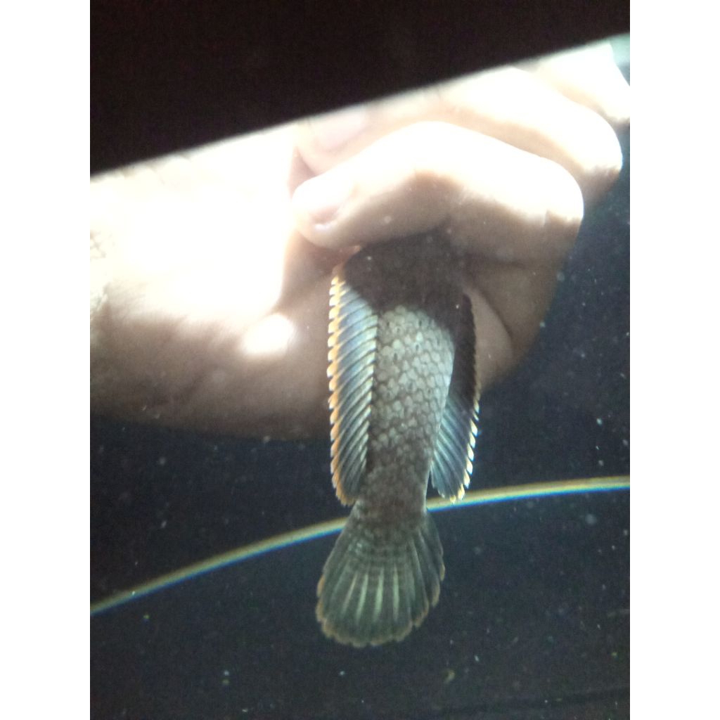 limbata blue rim