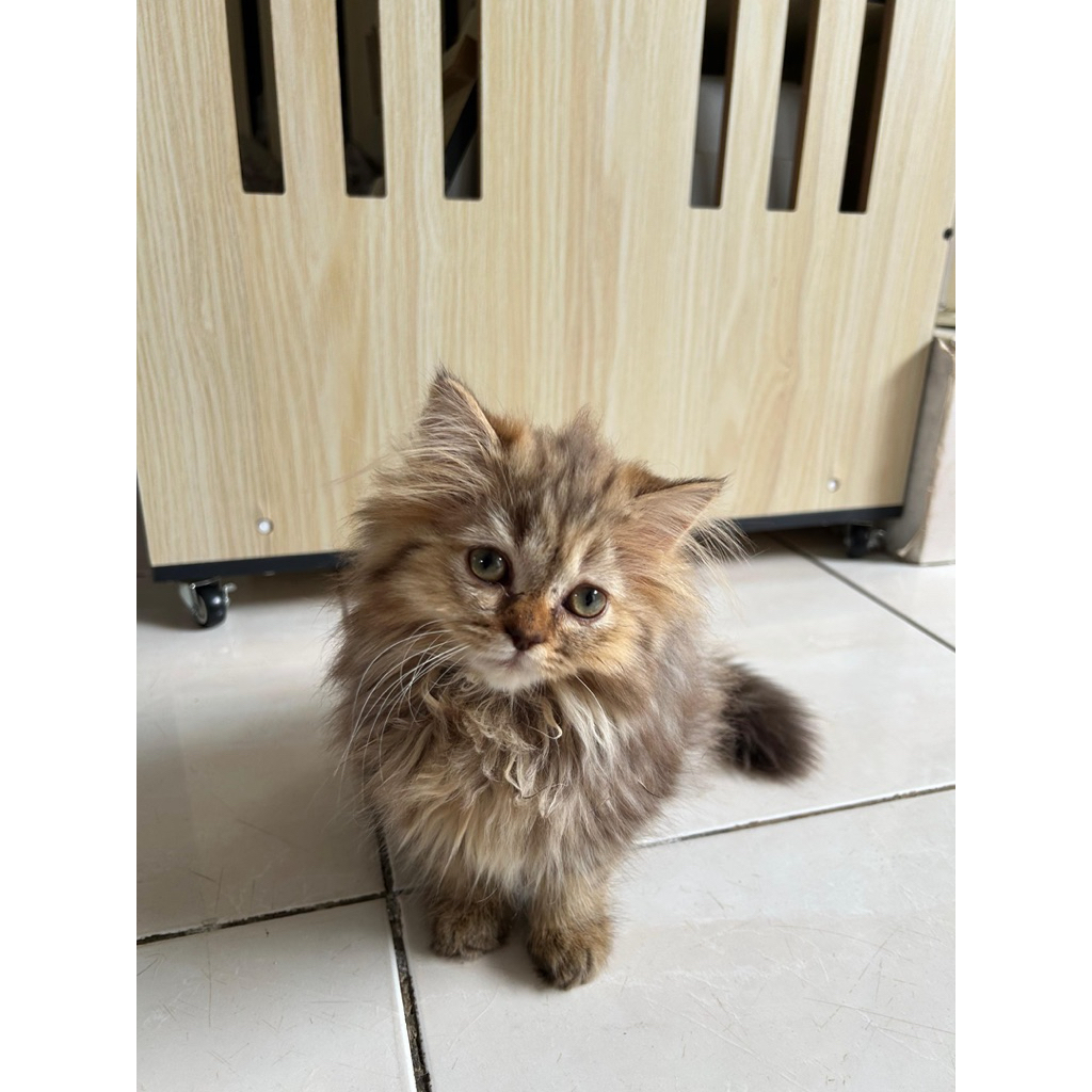scottish straight longhair bapanya sf ibunya persia