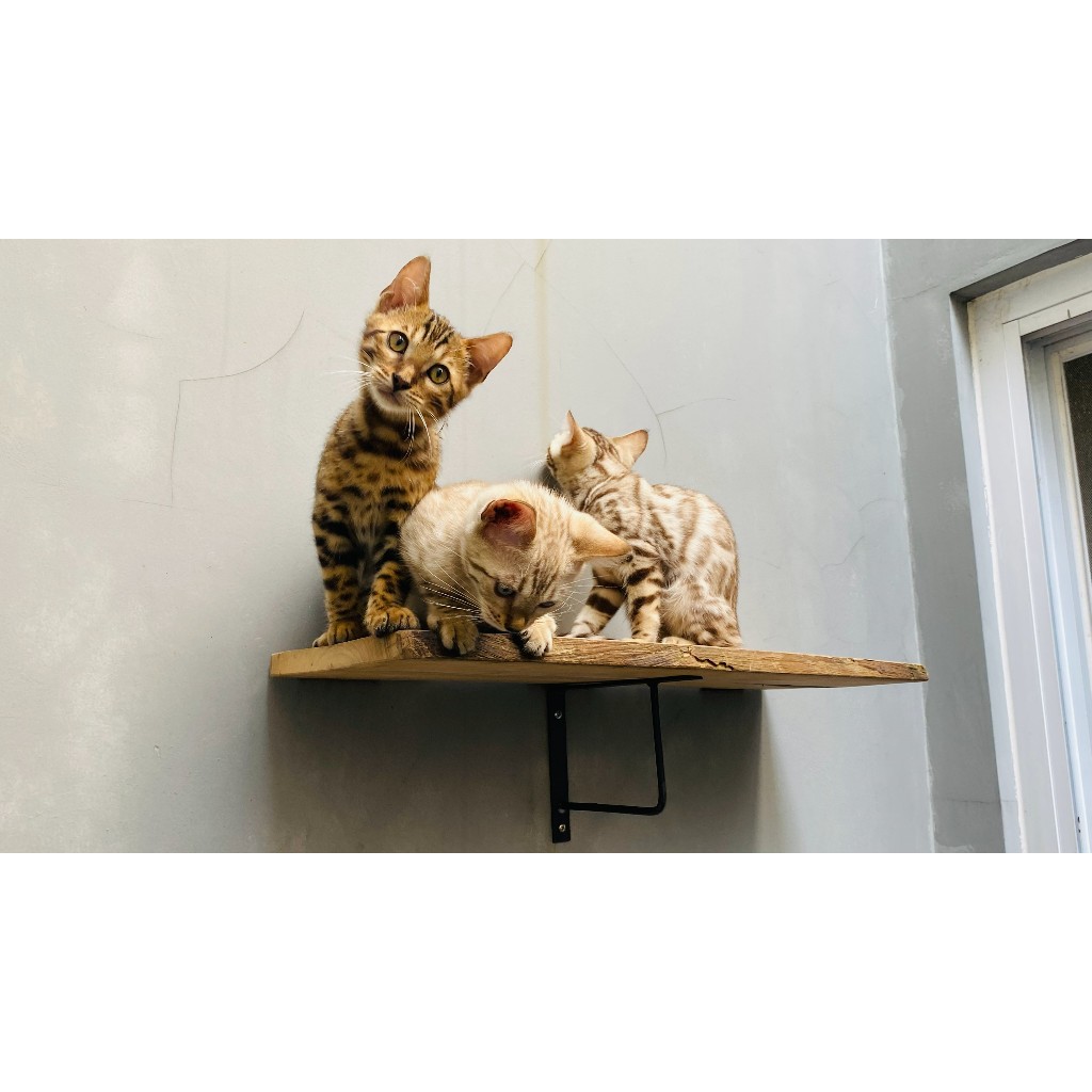 Bengal kitten lucu (snow and brown)
