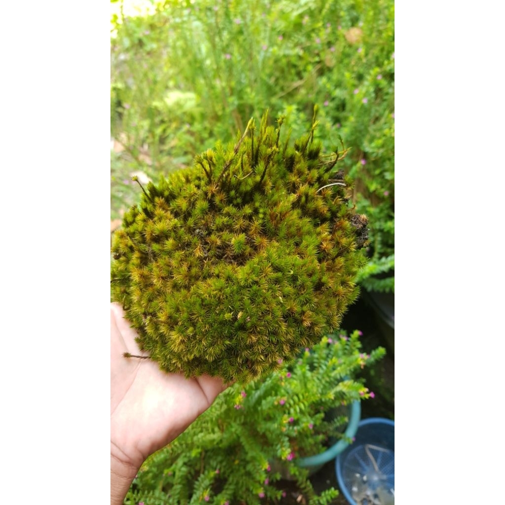 Tanaman moss darat paludarium, vivarium, bonsai