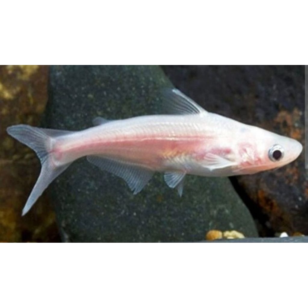 Patin Albino 2-3 cm isi 30 ekor bonus pakan