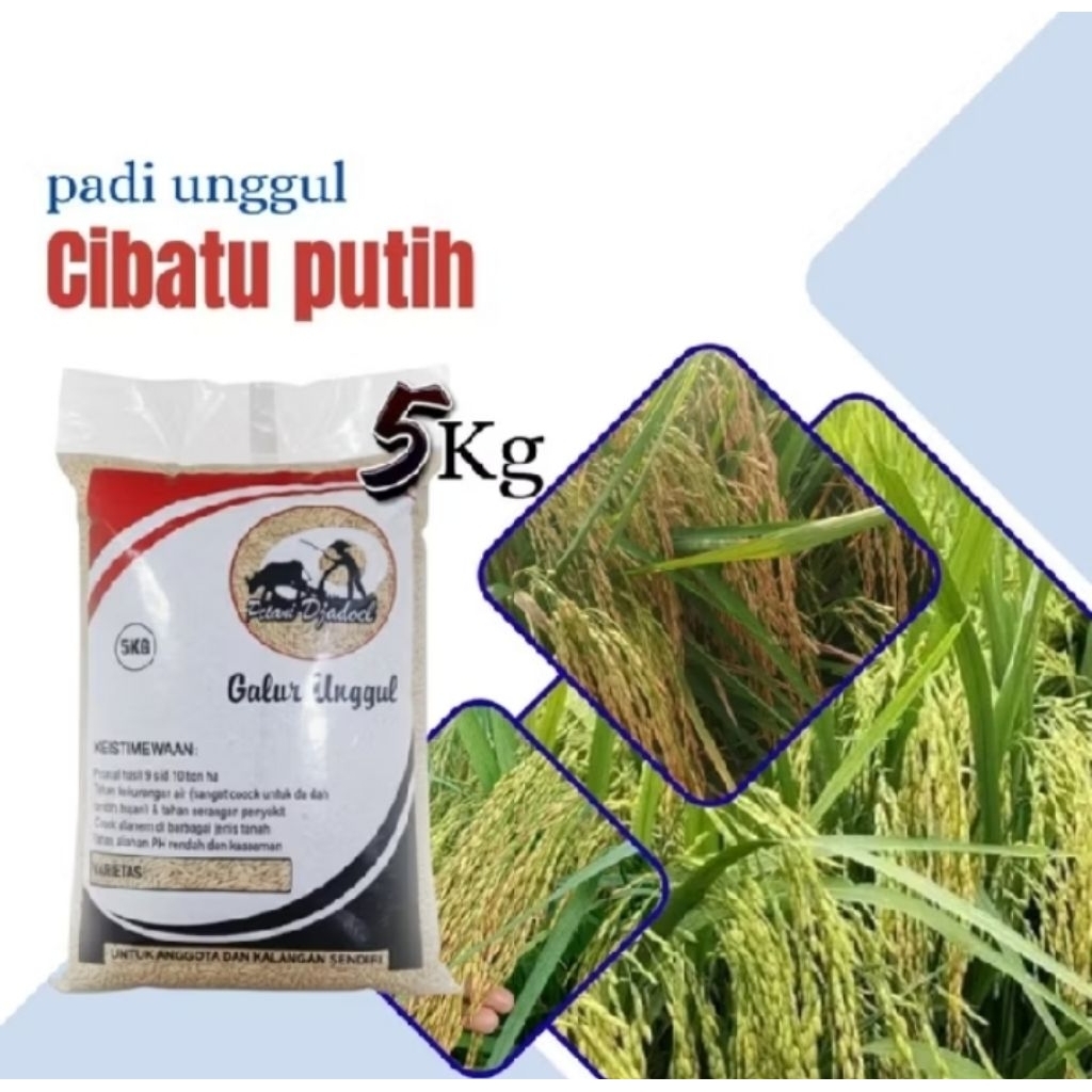 benih padi cibatu putih 5 kg