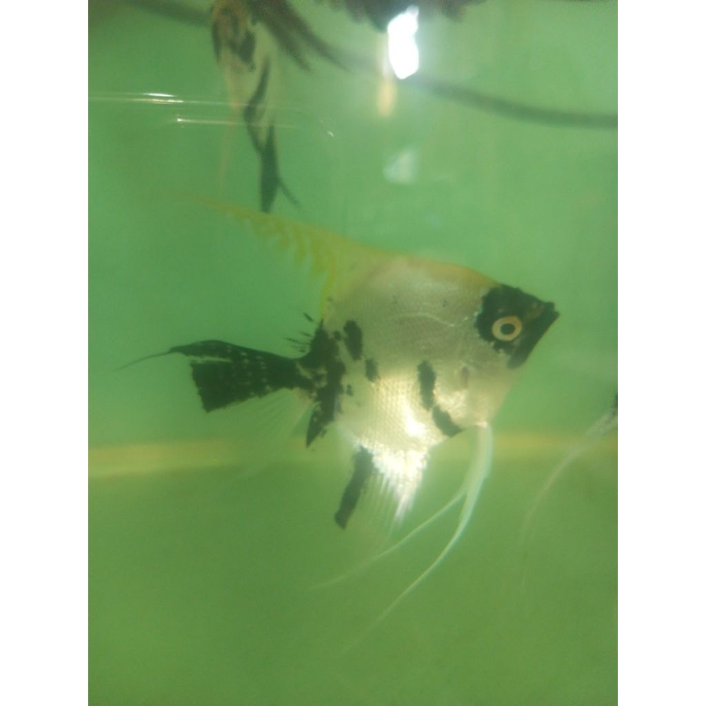 ikan manfish remaja sampai indukan
