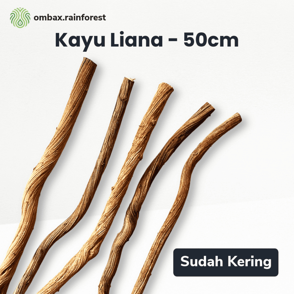Kayu Liana 50cm Kering - hardscape Vivarium & Paludarium