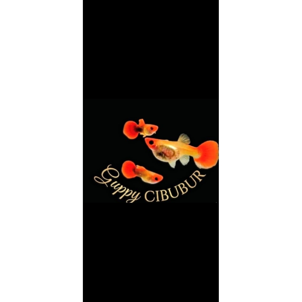 guppy Platinum koi