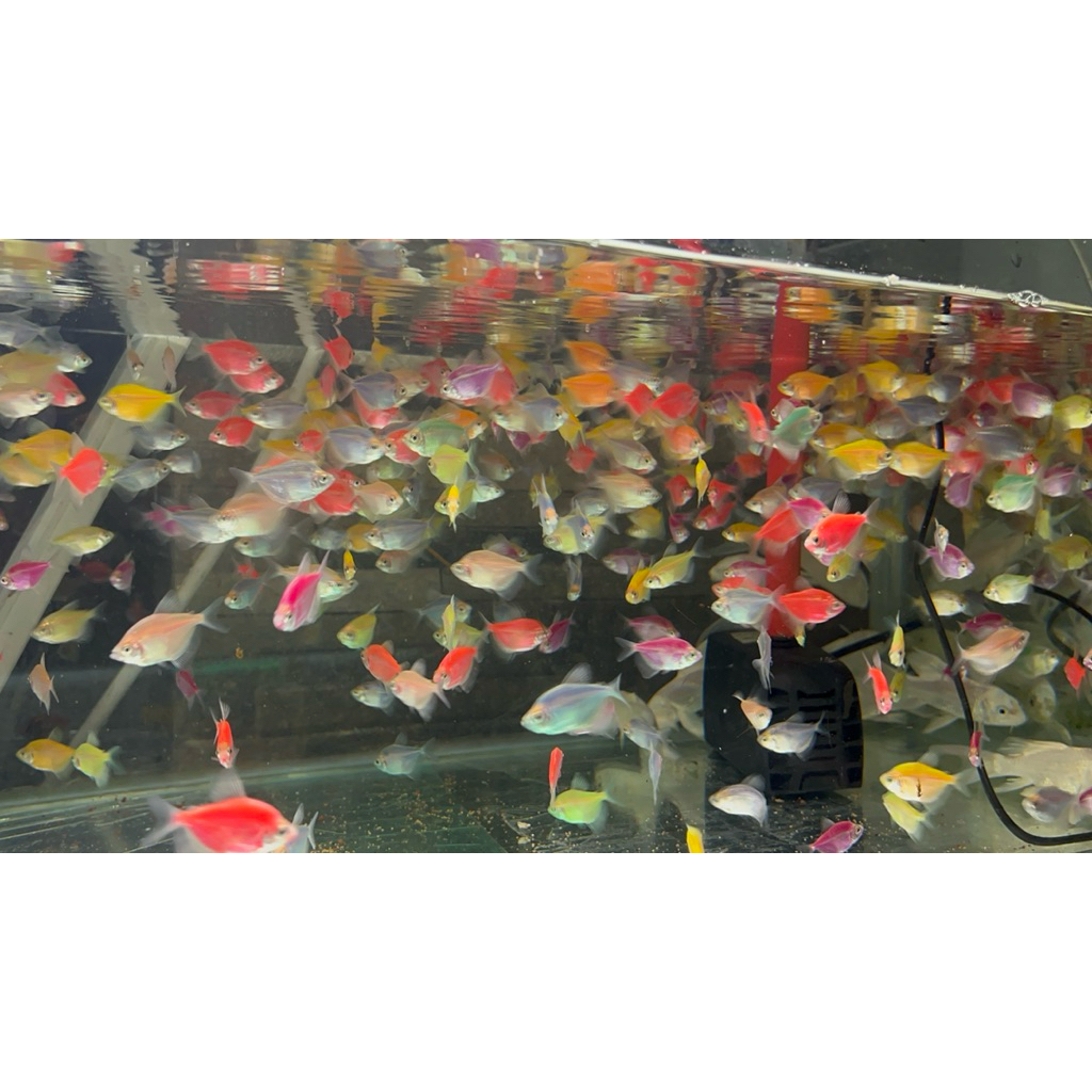 Ikan Hias Glowfish /hiasan aquarium ikan glowfish khusus instans order