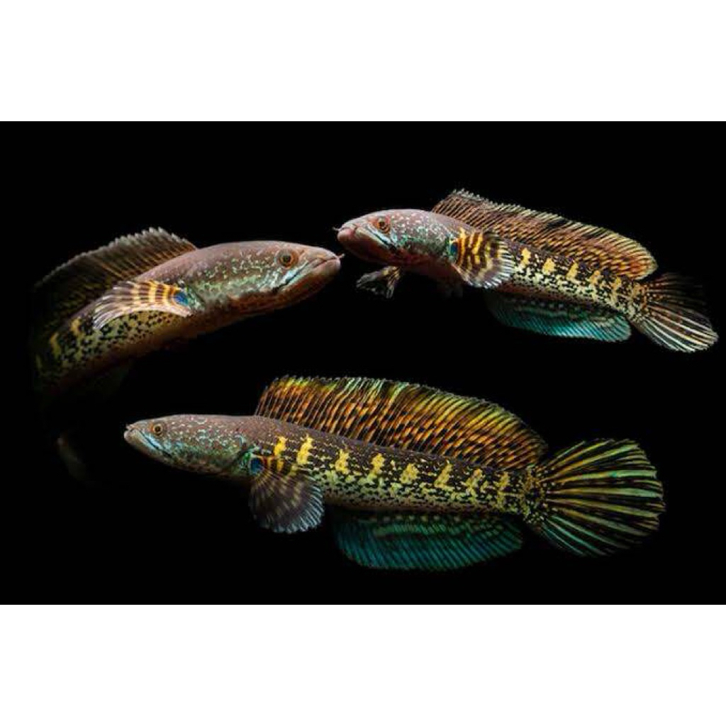 Channa Auranti CB Pulosari Baby