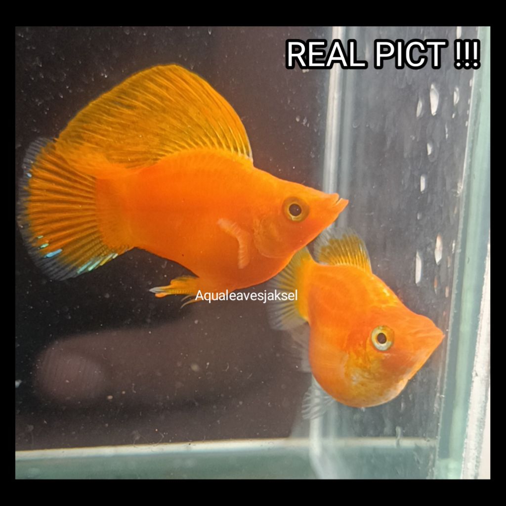 ikan molly balon orange sunkist size indukan