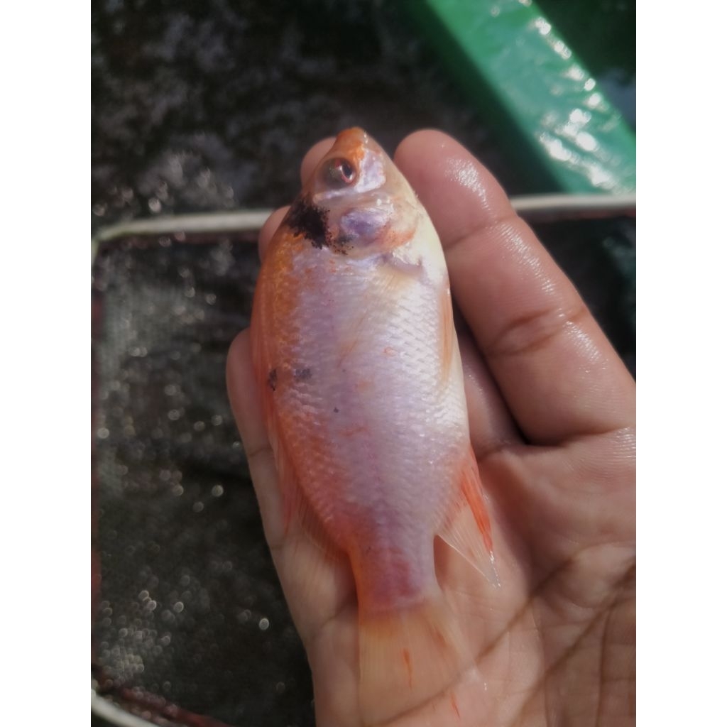 bibit ikan Nila merah Bangkok