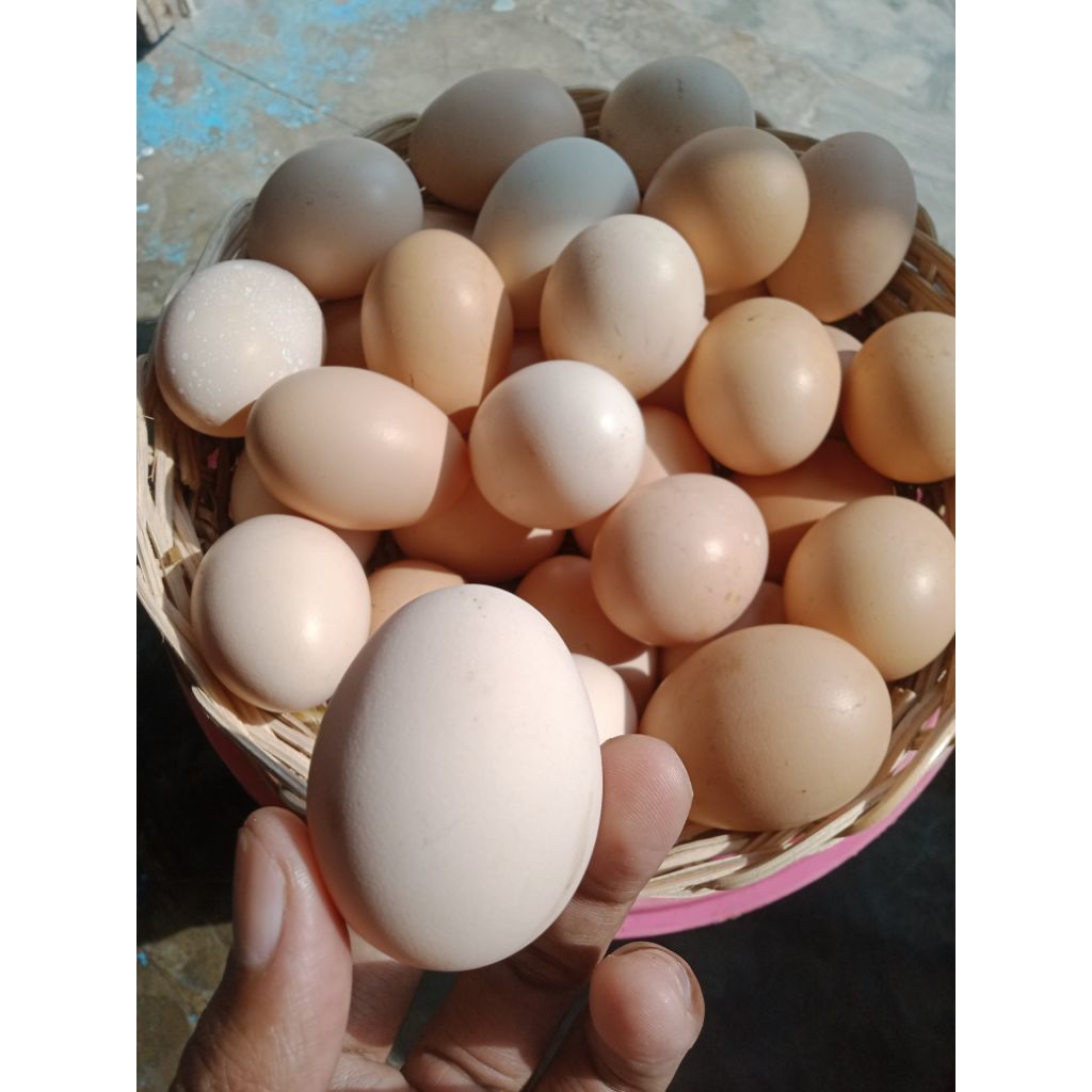 TELUR FERTIL AYAM KUB 2 FRESH