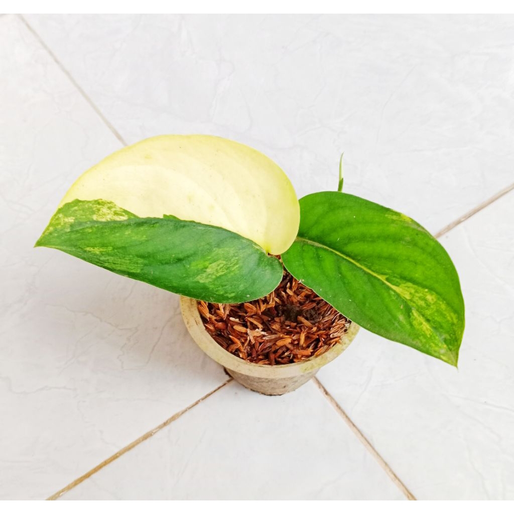 SCINDAPSUS JADE SATIN VARIGATA MENOR