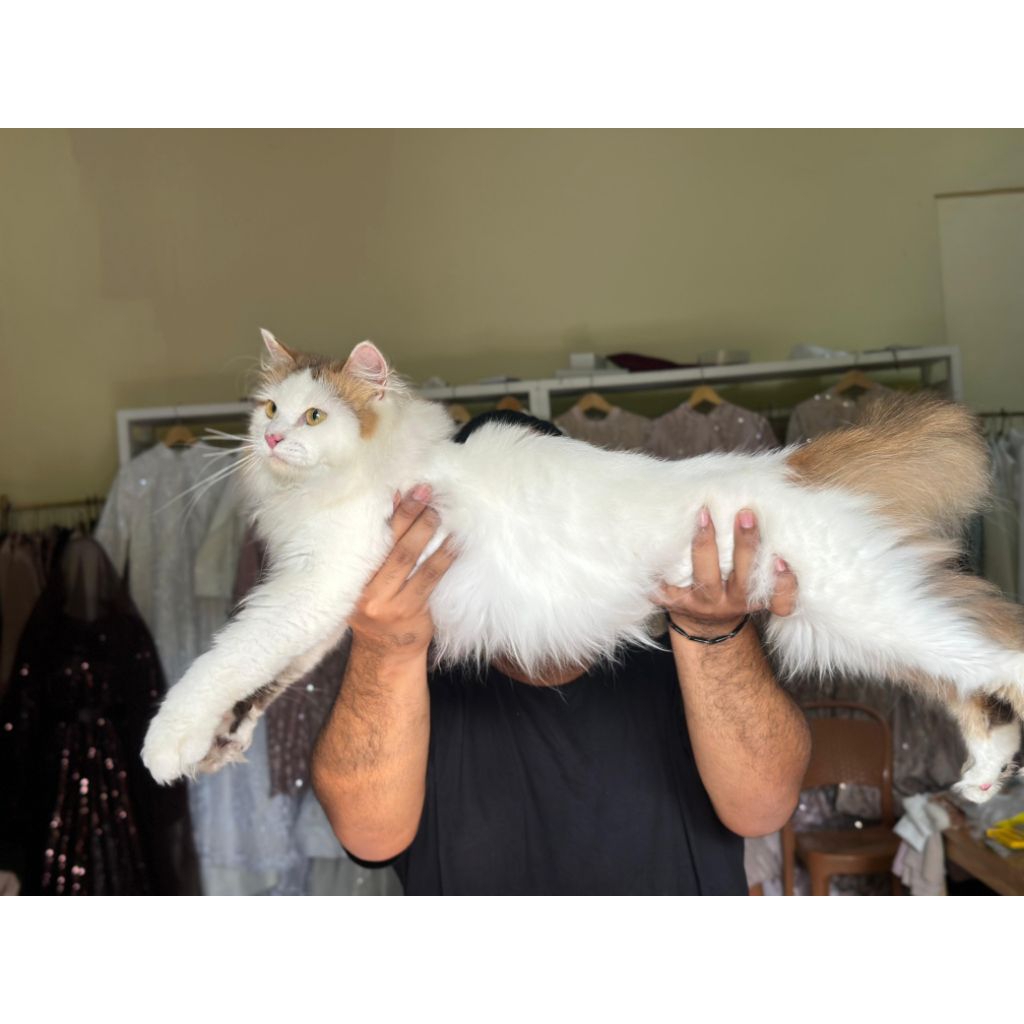 kucing mainecoon Calico jantan super