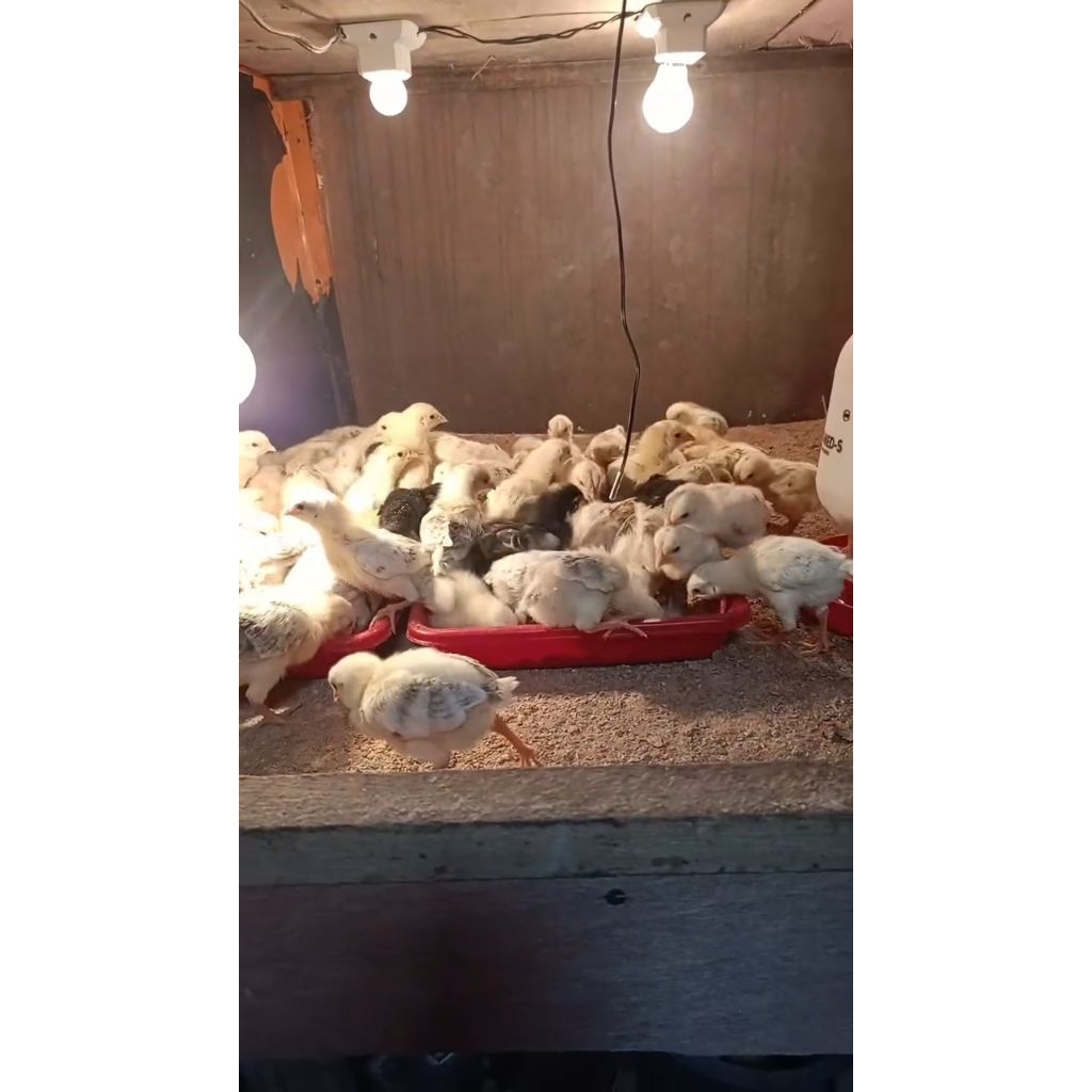 DOC ELBA (anak ayam) SUPER pertelur, DOC ayam astrolog, DOC ayam MARDI ( sengkuni)