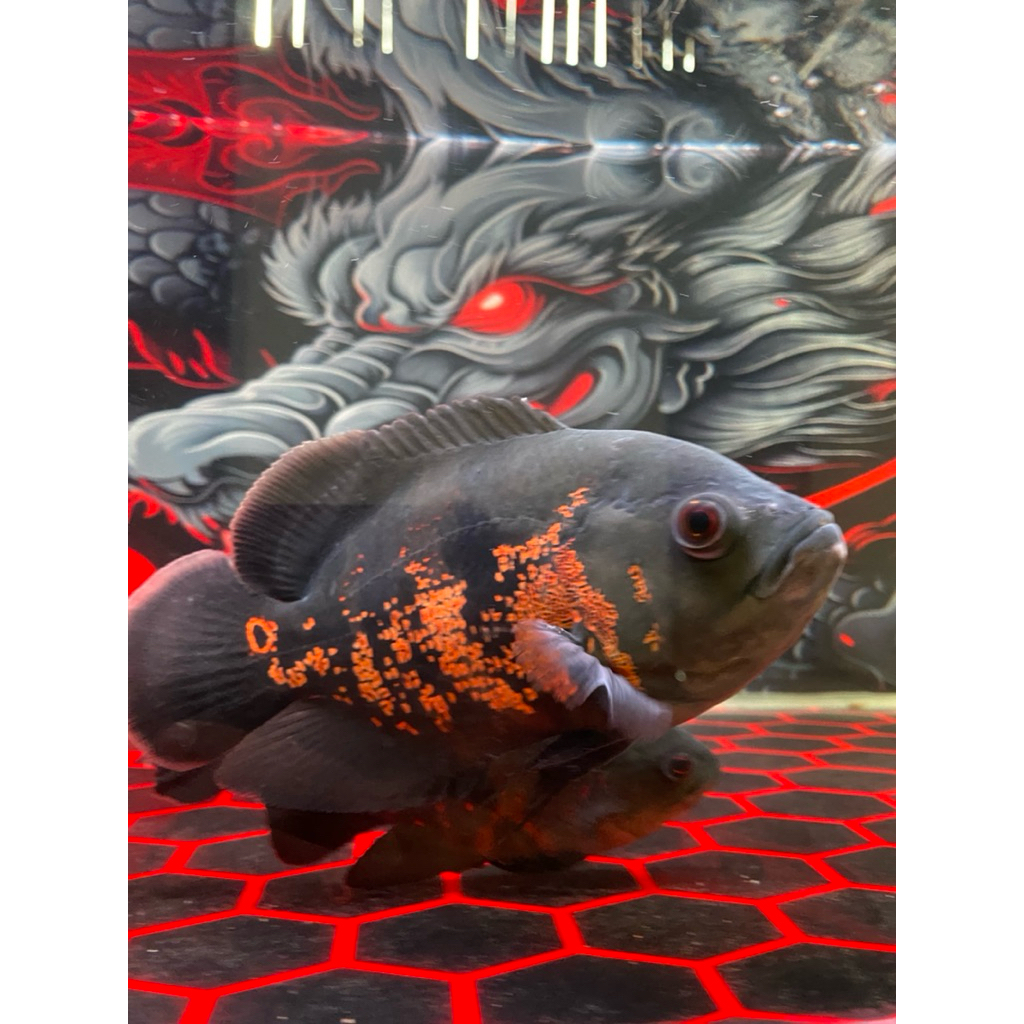 oscar tiger size 5 jari