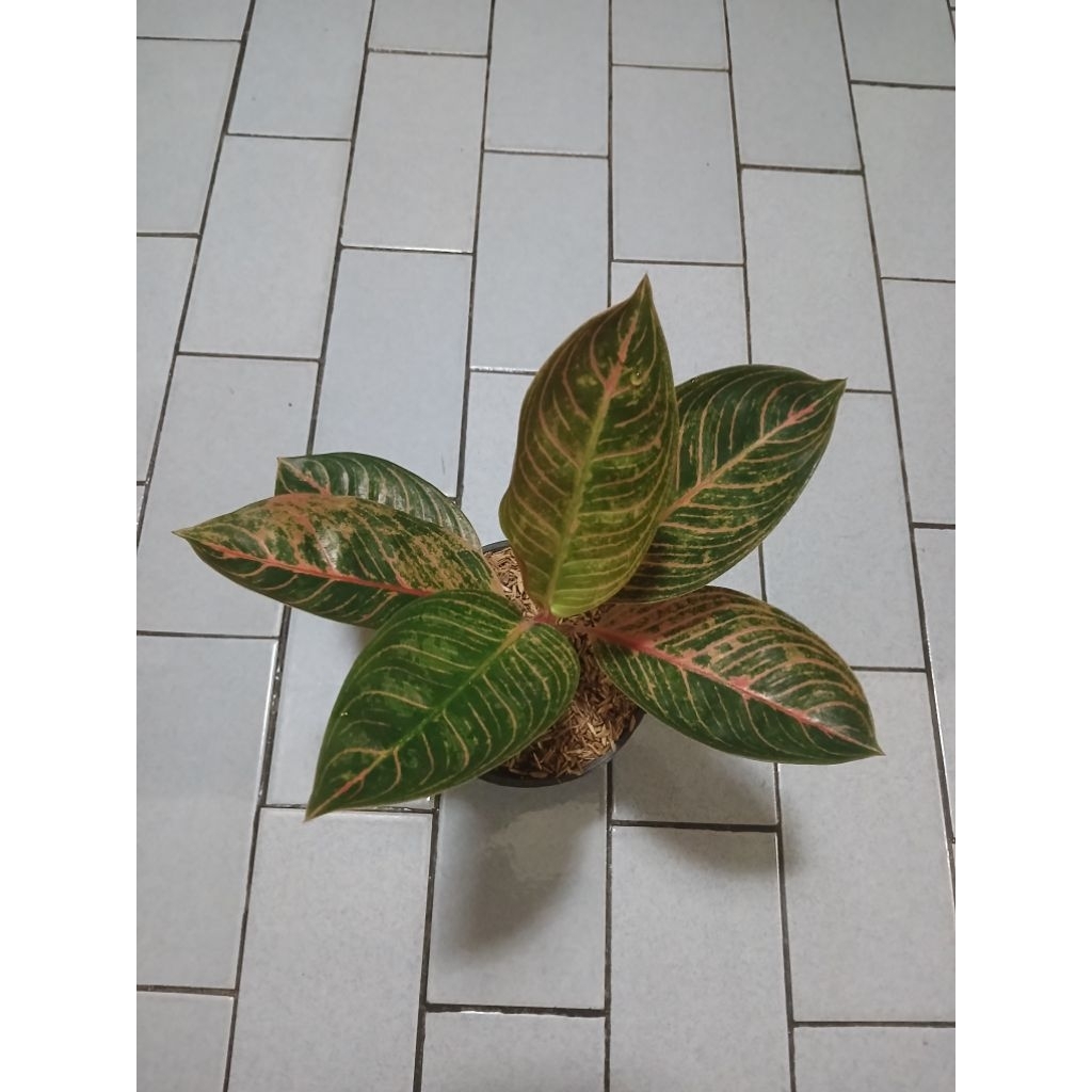 Aglaonema kresna golden remaja