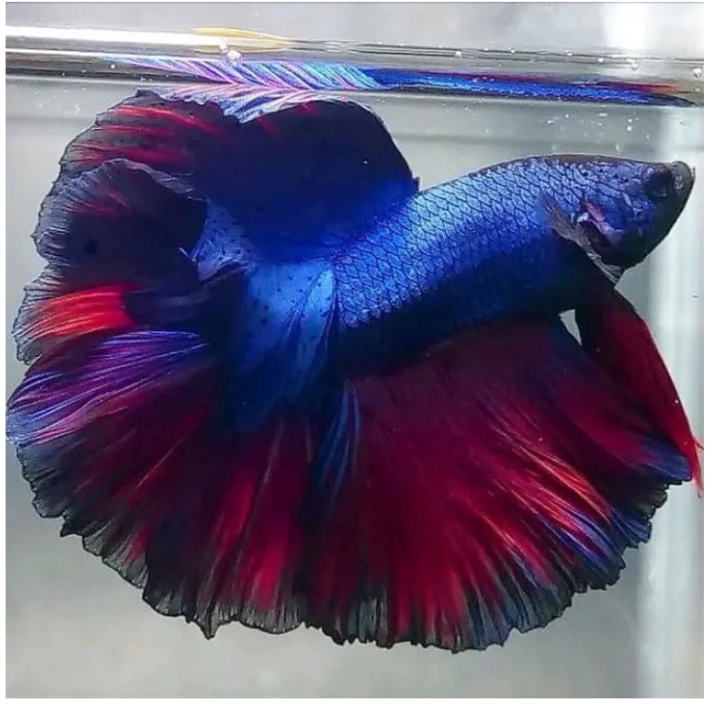 ikan cupang Halfmoon size XL male