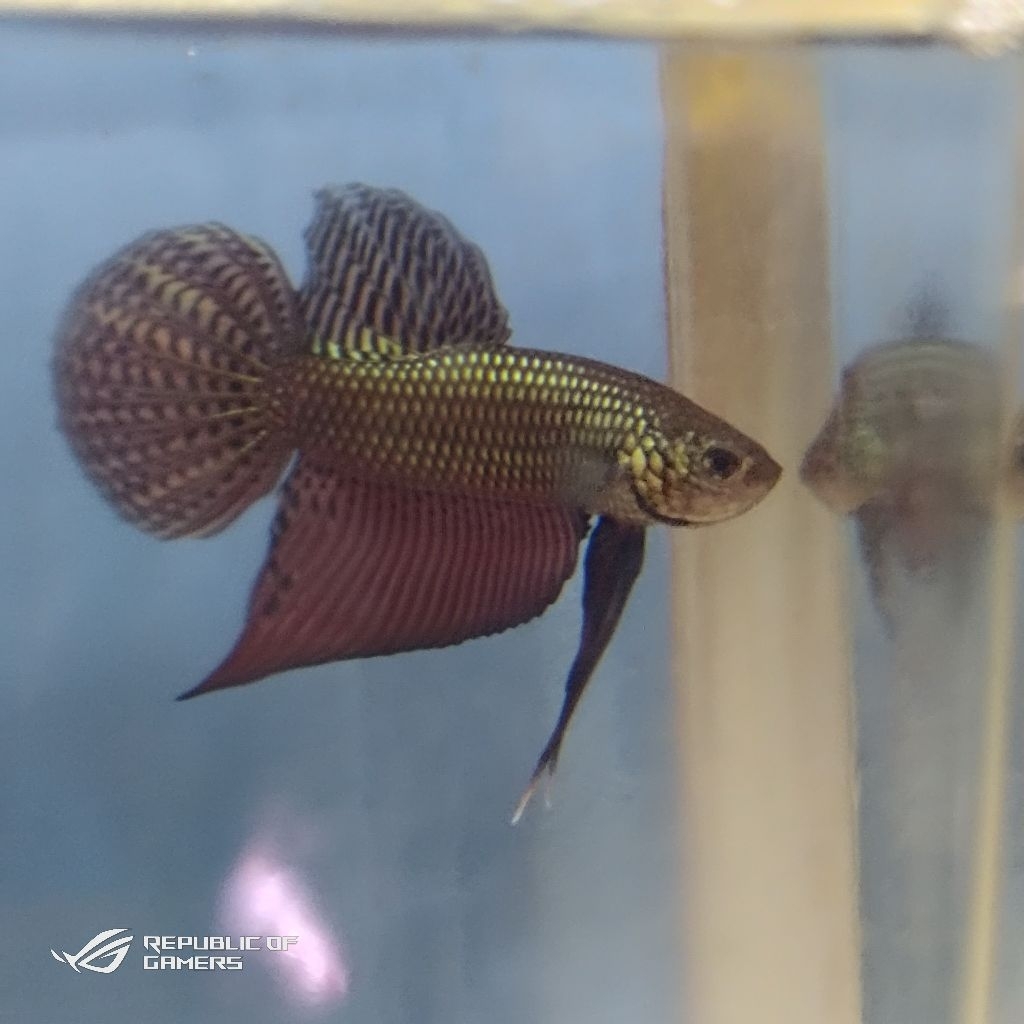 Wild Betta Smaragdina Guitar Copper Kualitas Premium Grade A Code 001