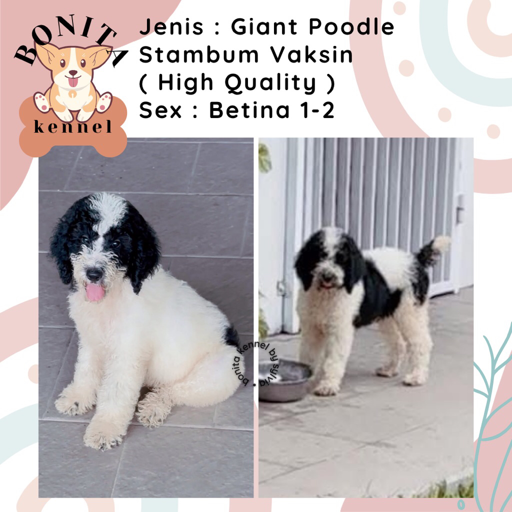 Particolor Giant Poodle Stambum Anjing Poodle Giant Jantan Betina