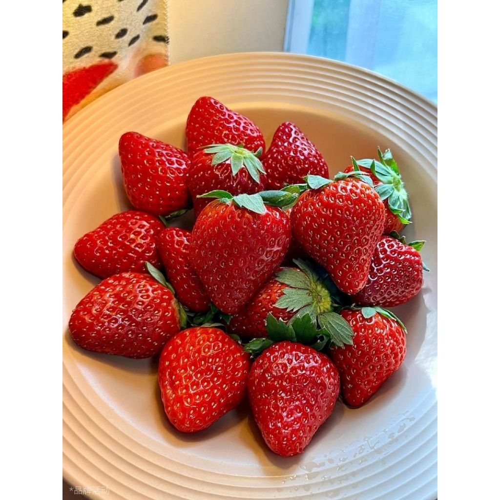 Masilm Berry by Ditri Premium Strawberry 1 Kg | Fresh Grade A | Buah Stroberi Segar Manis Siap Kirim