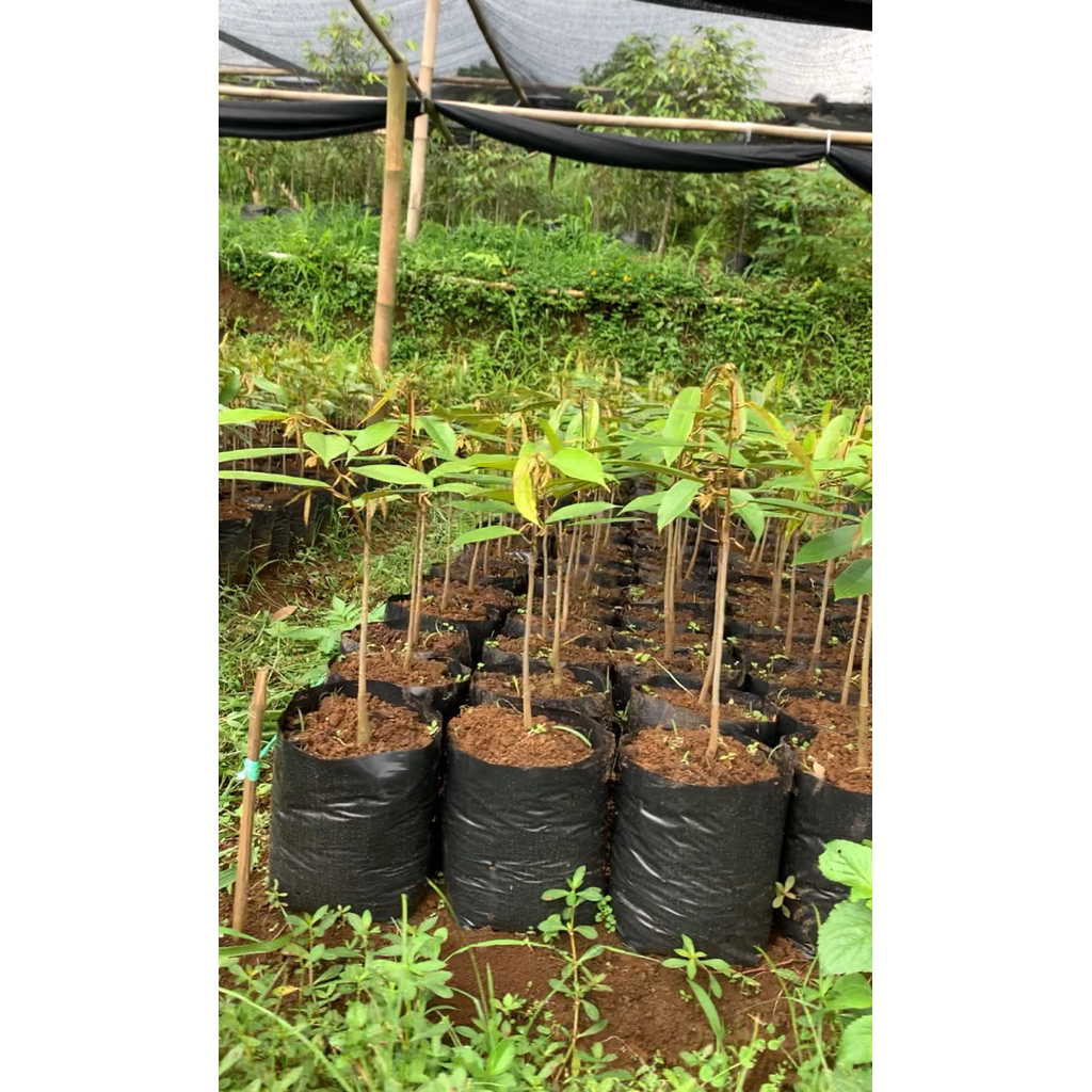 Bibit Durian Bawor Banyumas tinggi 50cm