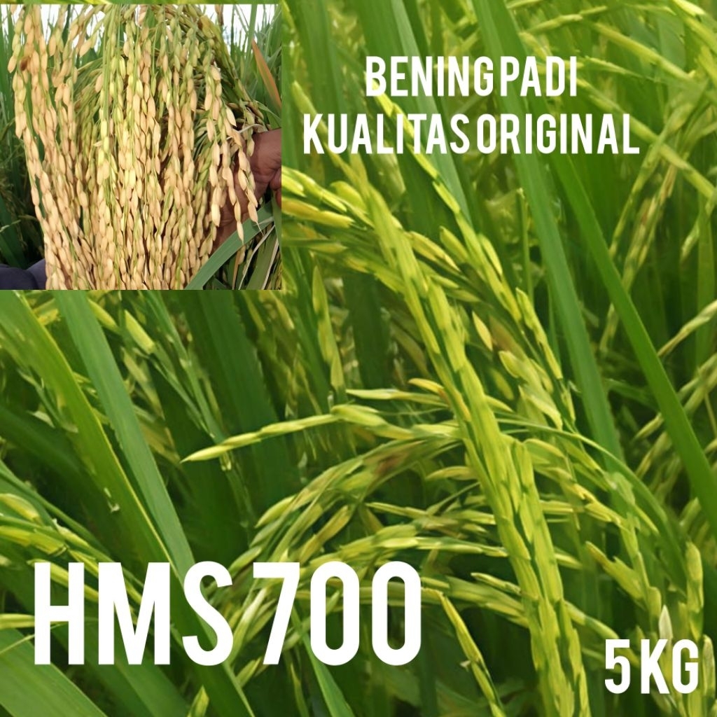 BIBIT/BENIH PADI HMS 700 UNGGUL KEMASAN 5KG