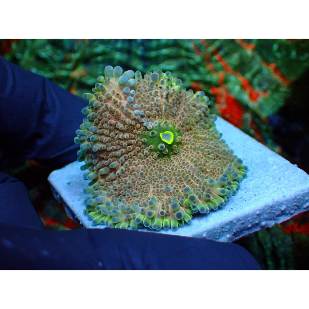 jamur yuma mushroom hiasan aquarium