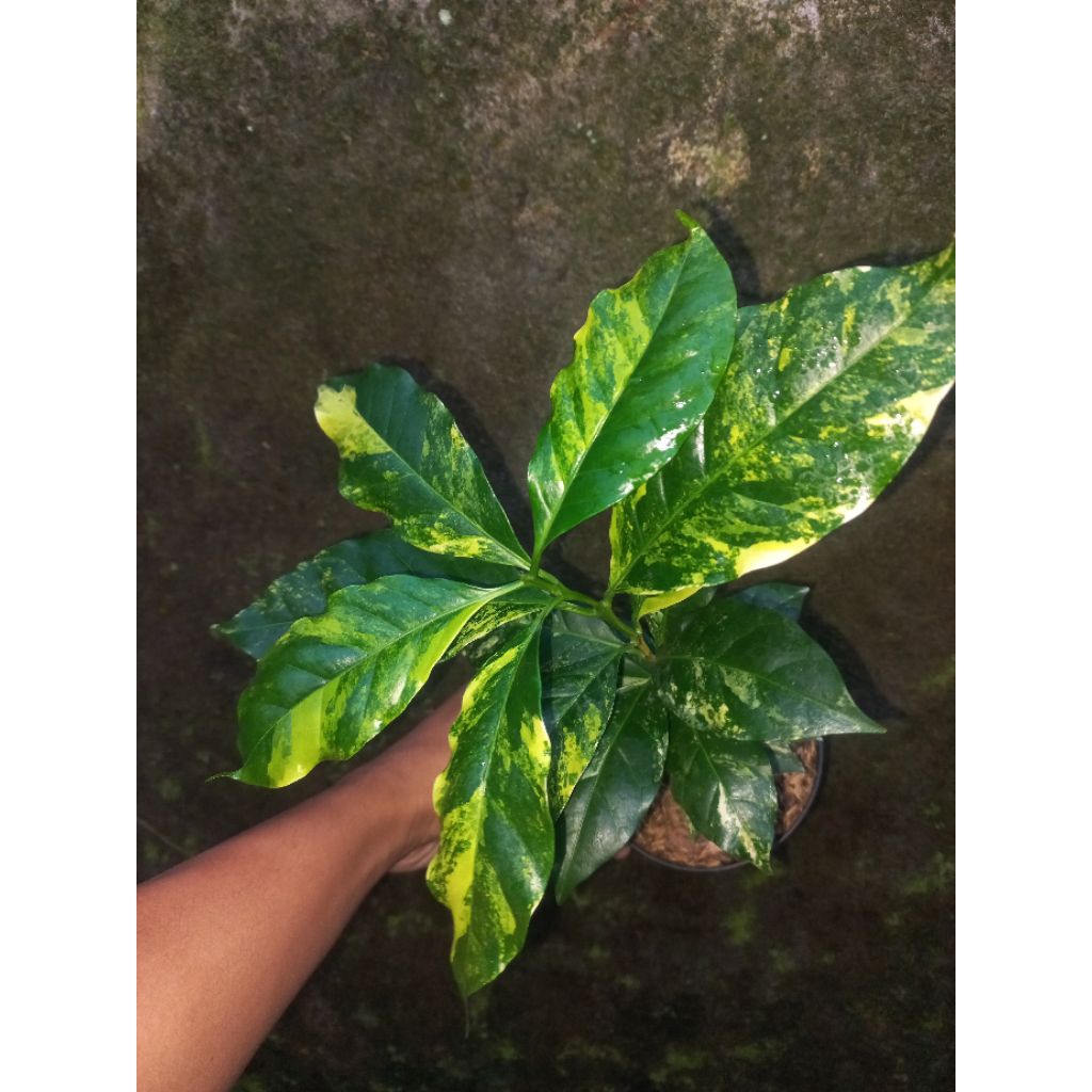 Bibit Tanaman Hias Pohon Kopi Variegata Arabica / Pohon Kopi Variegata Arabica