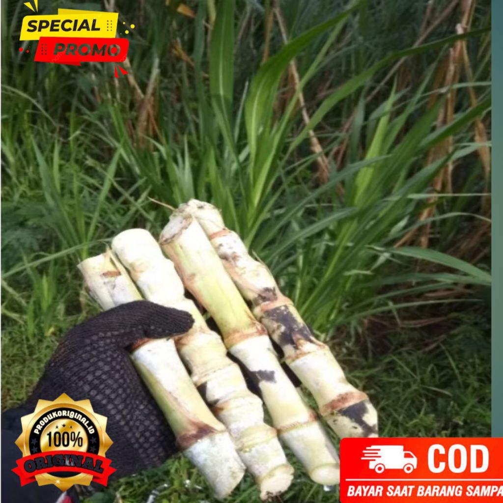 jual rumput odot super jumbo/1kg