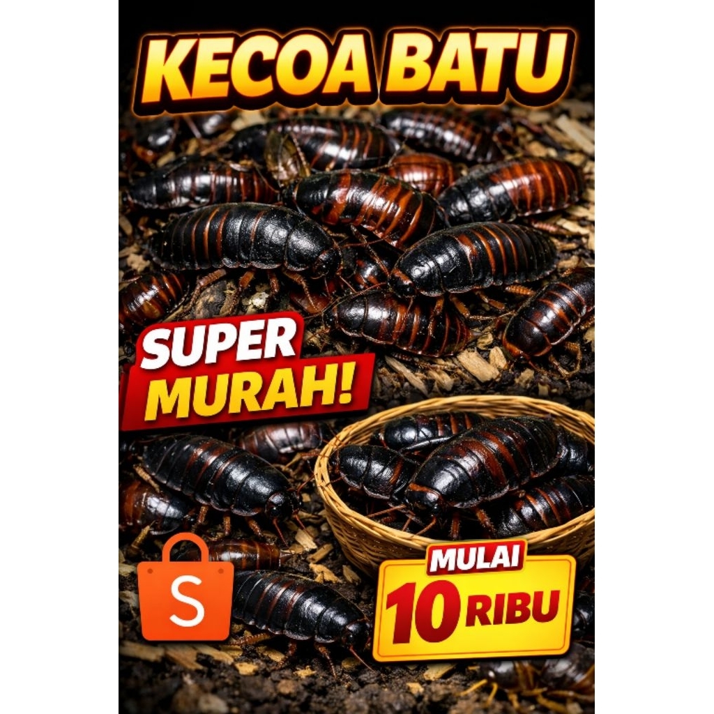 kecoa batu/ ceremende/ pakan reptil/ pakan ikan predator/ umpan mancing