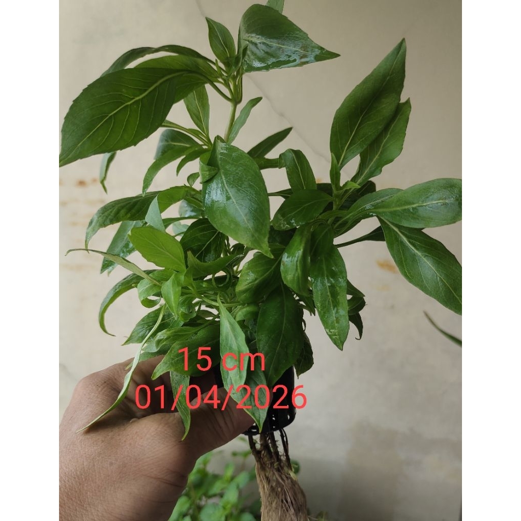 Bibit / Daun segar Selasih Kim kuk fan , kemangi kalimantan