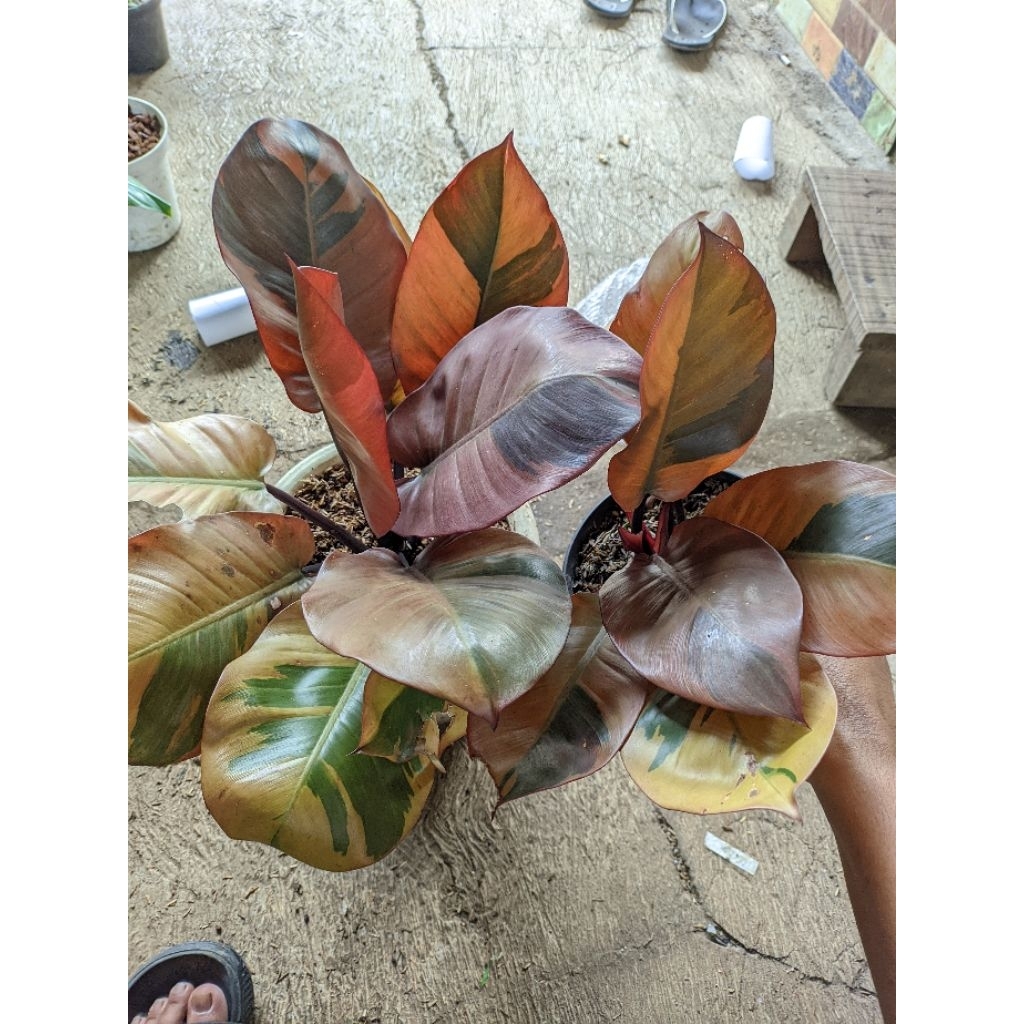 tanaman hias philo black Cardinal varigata