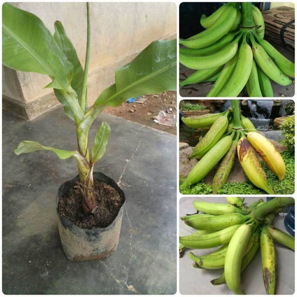 bibit pisang tanduk super jumbo (paket 10pcs) bibit pisang tanduk asli kualitas terbaik dan terjamin
