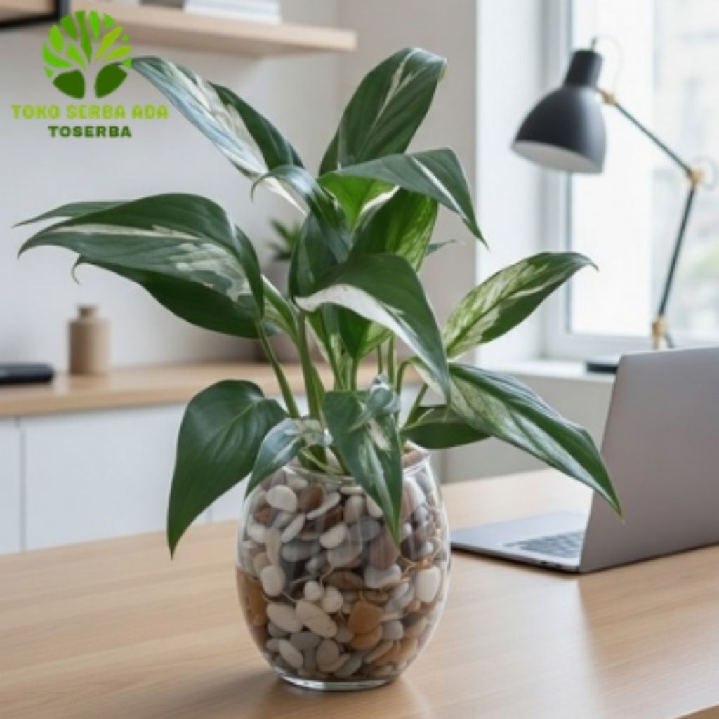 Tanaman Penyerap Racun Peace Lily Spatufilum Tanaman penyerap Racun