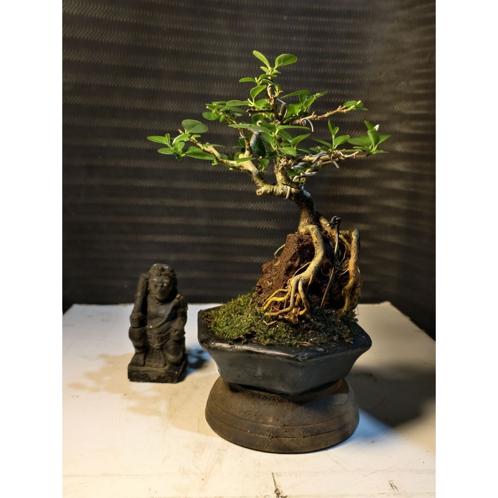 Bonsai koleksi Termurah Bonsai Sancang Premna On the rock OTR REALPICT ORIGINAL