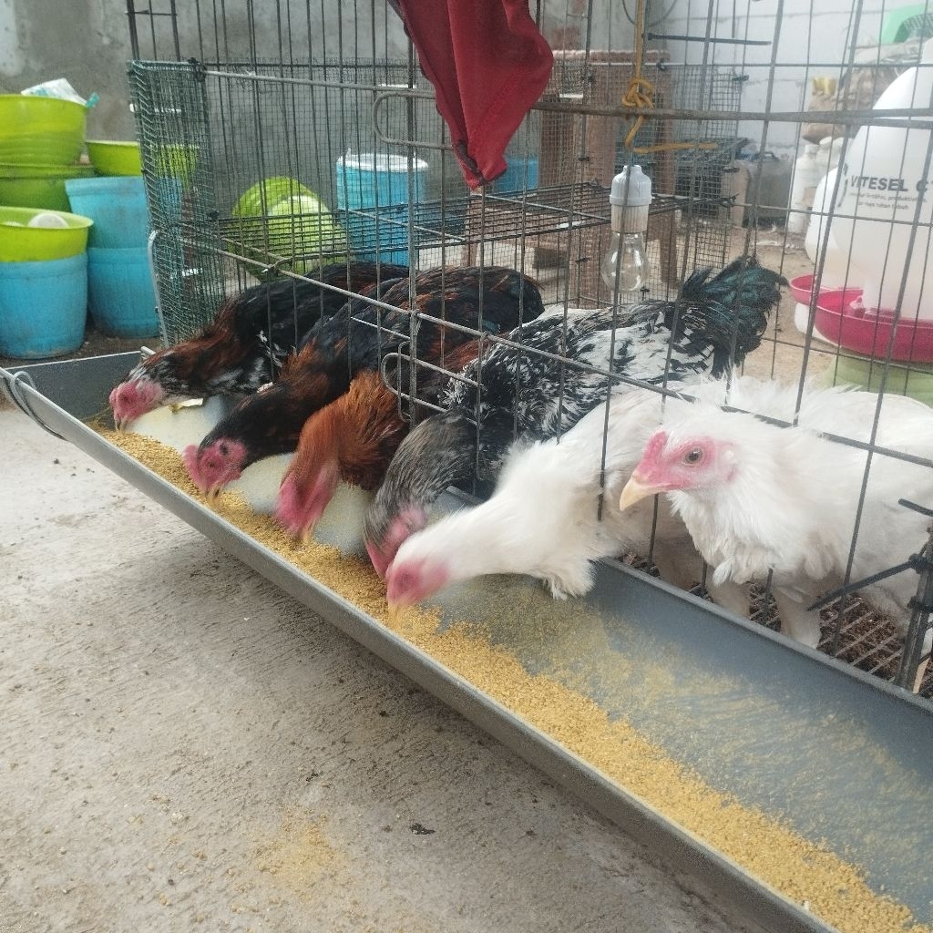 Ayam kampung jago hidup usia muda 3 4 5 bulan
