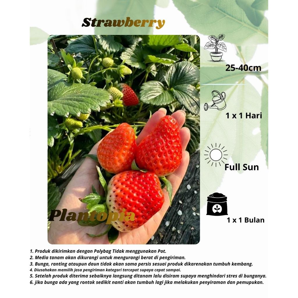 Bibit Buah Strawberry bervariasi Jenis Buah - Tanaman Bibit Buah Strawberry Siap Berbuah