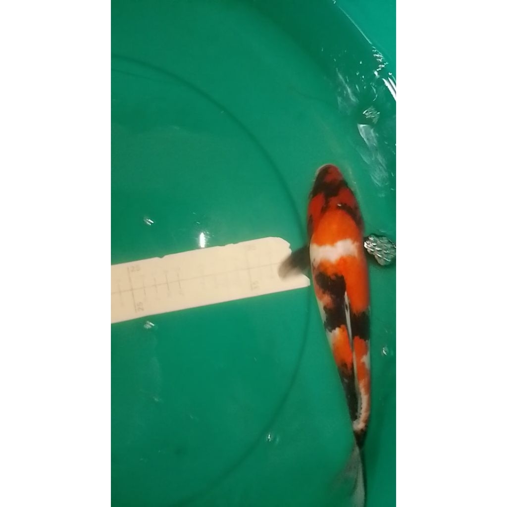 Ikan koi jenis Showa 30cm asal Blitar