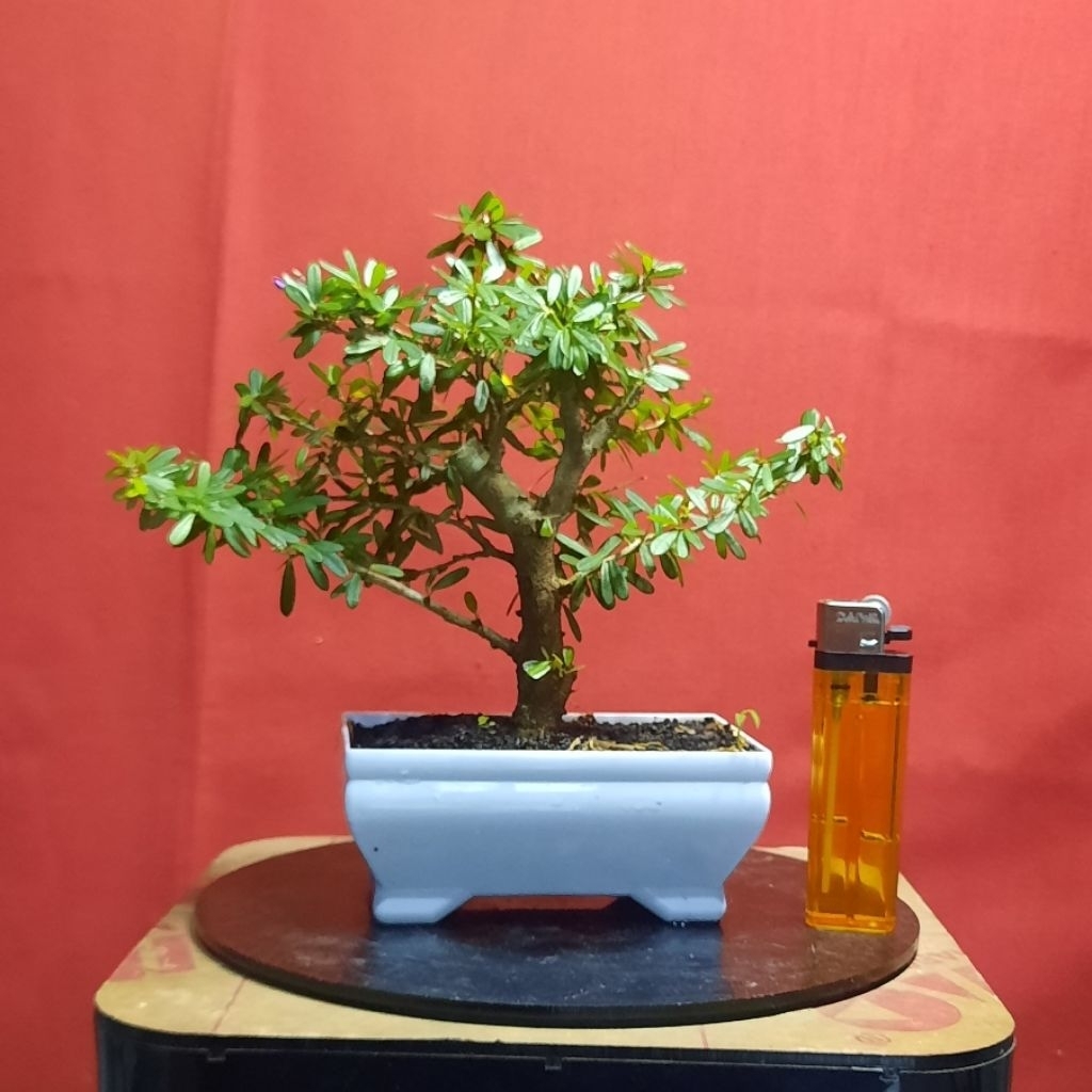 bonsai saeng simbur mikro vietnam