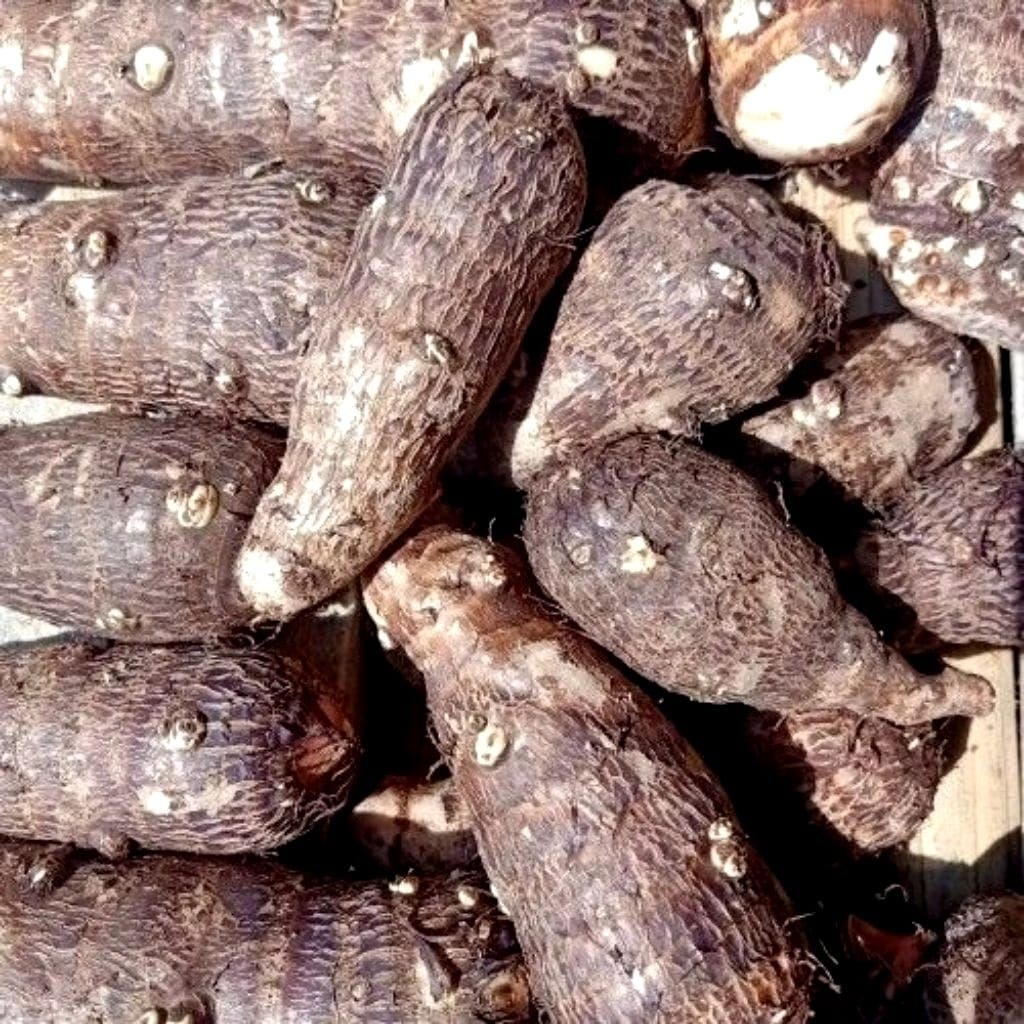 umbi talas / talas mbote 1kg mentah siap di jadikan aneka olahan talas mbote ini segar kaya nutrisi 
