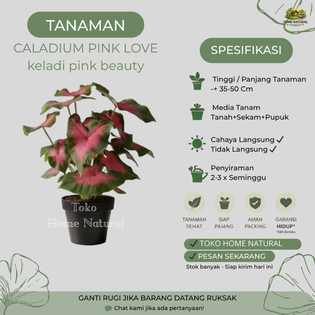 Tanaman Caladium Pink Love Keladi Pink Beauty