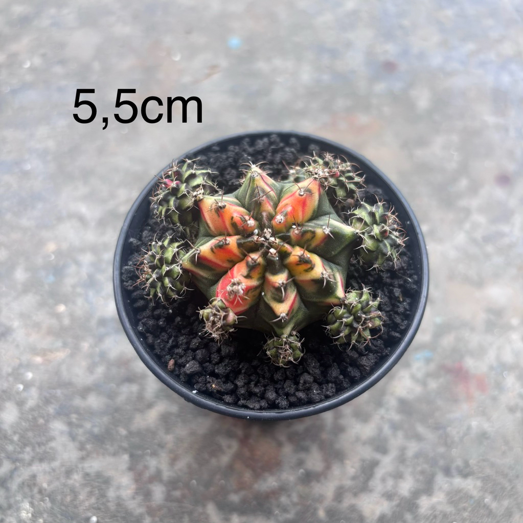 gymnocalycium mihanovichii multicolor