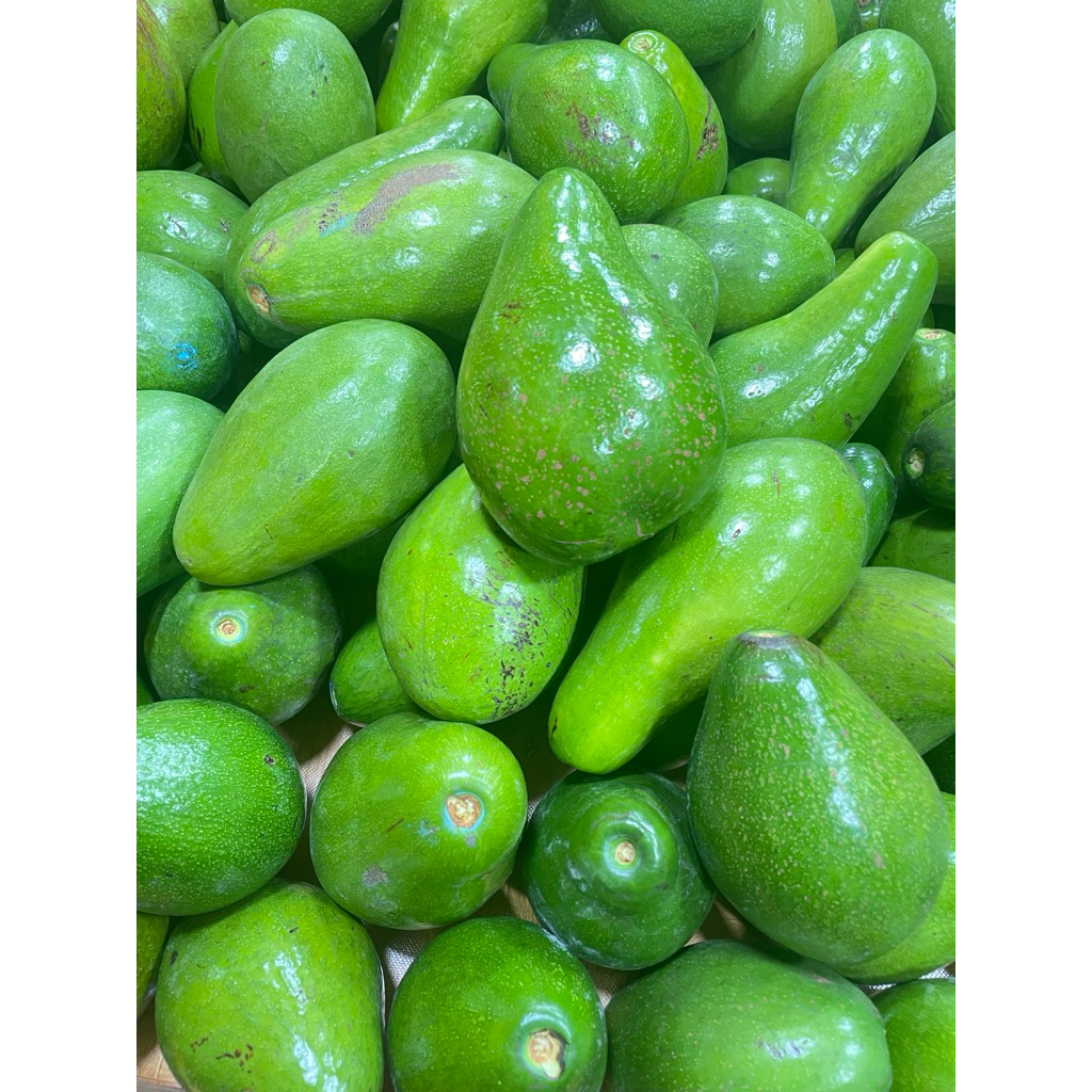 Alpukat Mentega Grosir keranjang / karung